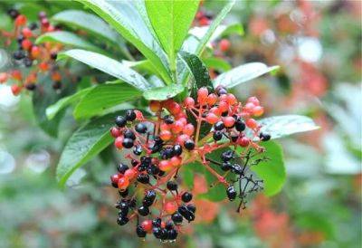 Sentimental shrub: viburnum sieboldii - awaytogarden.com - state Pennsylvania - state Oregon - state New Jersey