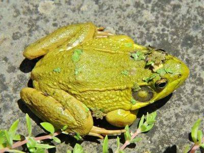 Frogboy or girl? telling frogs’ sexes apart - awaytogarden.com