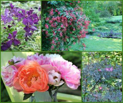 The june zoo: roses, kousas, clematis, peonies… - awaytogarden.com
