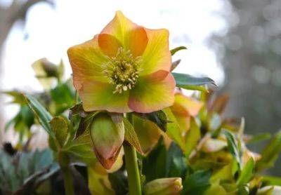 Hellebore porn: a fast look at 2010’s bloomers - awaytogarden.com
