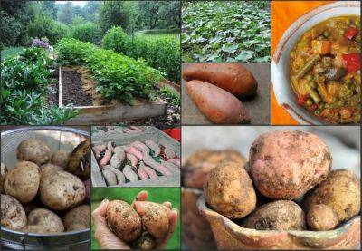 You say potato: growing sweet and white - awaytogarden.com