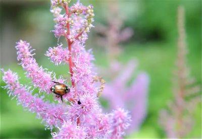 Gardening links: japanese beetle help, rain barrels - awaytogarden.com - Japan - state Michigan