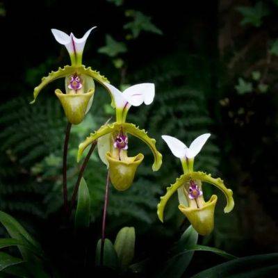 6 easiest orchids to grow, with longwood’s greg griffis - awaytogarden.com - state Pennsylvania - state Hawaii - county Garden