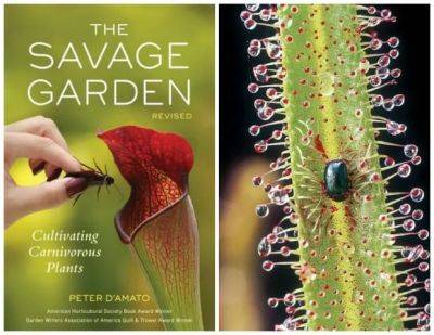 Growing carnivorous plants, with peter d’amato - awaytogarden.com - Usa - Philippines - San Francisco - state California