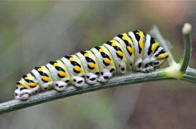 Black swallowtail caterpillar: i will be a butterfly - awaytogarden.com