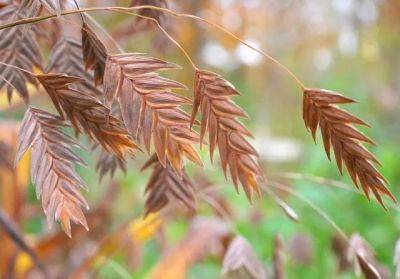 Chasmanthium, a native grass for shade - awaytogarden.com - Usa - Mexico