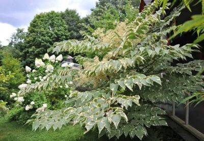 Great shrub: aralia elata ‘silver umbrella’ - awaytogarden.com - Usa - Japan