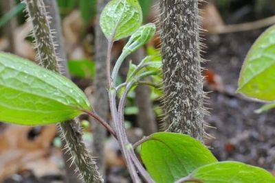 Partners in twine: vines happily climbing shrubs - awaytogarden.com