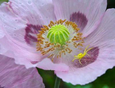 Early summer: poppies, pods, and pink paws - awaytogarden.com