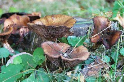 My growing fascination with (yup!) fungus - awaytogarden.com - Netherlands