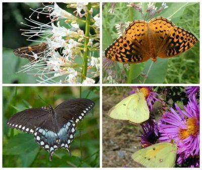 Why natives? butterflies are just one great reason, says andy brand - awaytogarden.com - Usa - state Connecticut