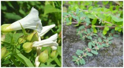 Weed wars: hedge bindweed and spotted spurge - awaytogarden.com - Usa - Japan