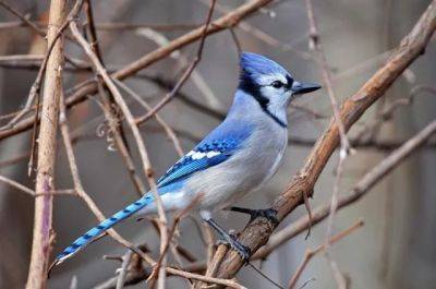 Birdnote q&a: the blue jay’s loudmouth lineage - awaytogarden.com - Canada