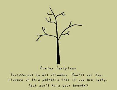 Doodle by andre: the tree of (little) life - awaytogarden.com - Britain - Jordan