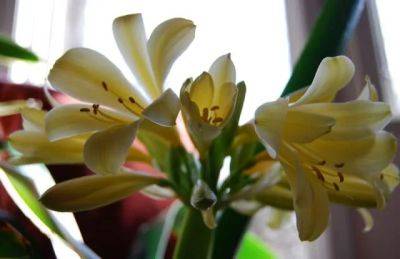 Hello, pretty baby: my yellow clivia blooms - awaytogarden.com - state California