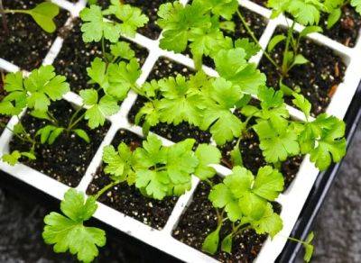 Planting my year’s supply of parsley - awaytogarden.com