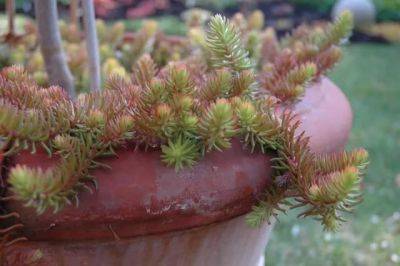 A plant i’d order: sedum ‘angelina’ - awaytogarden.com - Japan