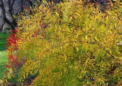 A plant I’d order: spiraea thunbergii ‘ogon’ - awaytogarden.com - Japan - county Pacific