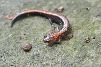 Dinner date? the salamander and the snail - awaytogarden.com - state Michigan