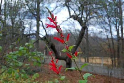 Pineapple sage, heroic late bloomer - awaytogarden.com