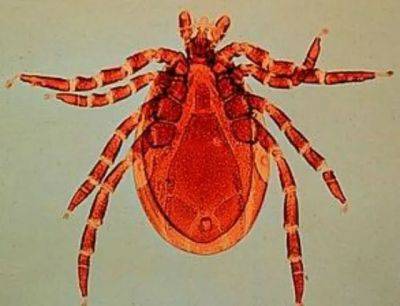 The latest on backyard tick research, with dr. neeta connally - awaytogarden.com - Usa - state Connecticut