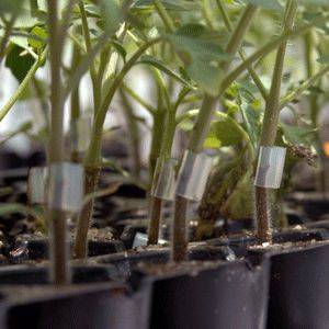 Tomato grafting: a tactic for heirloom success? - awaytogarden.com