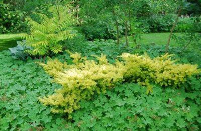 Beloved conifer: golden spreading yew - awaytogarden.com - Britain - state Alaska