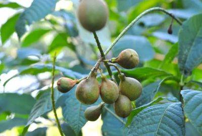 No, not pears: bottlebrush buckeye goes nuts - awaytogarden.com