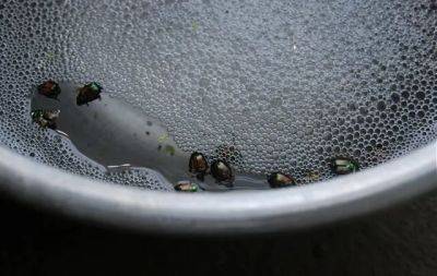 (japanese) beetle juice - awaytogarden.com - Japan - state Maine