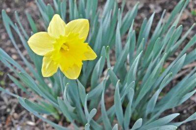 Daffodils not blooming well? reasons why - awaytogarden.com