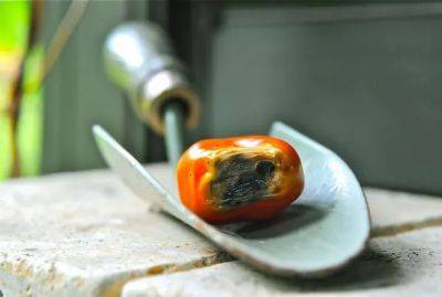 Tomato health check: blossom end rot, anyone? - awaytogarden.com - state Michigan - state Massachusets - county Lake