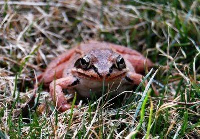 Hey, mr. (or mrs.) bigstuff: a wood frog stops by - awaytogarden.com