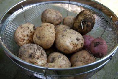 Planting potatoes - awaytogarden.com