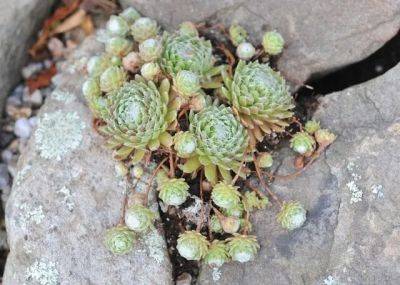 Is 2013 the year of the succulent? - awaytogarden.com - state Connecticut - state Massachusets