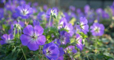 Ready to mingle: Scrambling plants to weave colour throughout your garden - irishtimes.com - Britain - Ireland