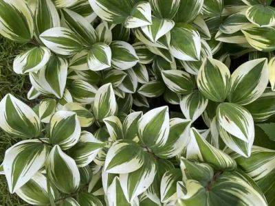 ‘meet your next favorite plant,’ a free webinar with ken druse aug. 10 - awaytogarden.com - New York