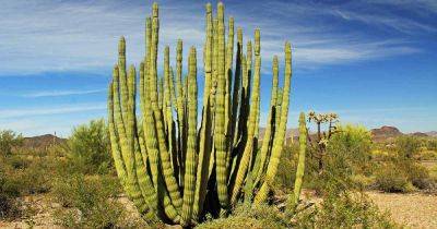 How to Grow and Care for Organ Pipe Cactus - gardenerspath.com - Usa - Mexico