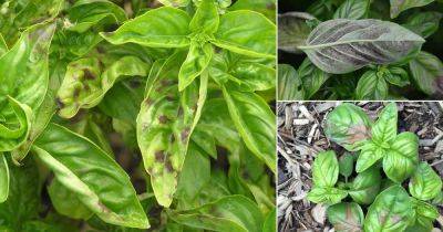 Basil Leaves Turning Black or Brown? Reasons and Solutions - balconygardenweb.com - India