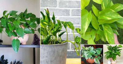 22 Types of Pothos Varieties | Best Pothos to Grow - balconygardenweb.com