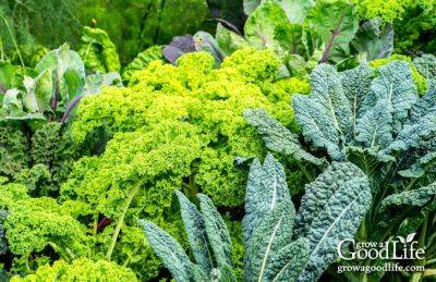 Tips for Growing a Fall Vegetable Garden - growagoodlife.com