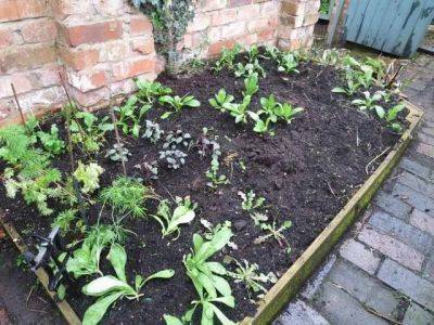 Six on Saturday: Progress - ramblinginthegarden.wordpress.com