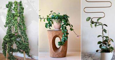 32 Amazing Hoya Plant Ideas to Display Them in Style! - balconygardenweb.com