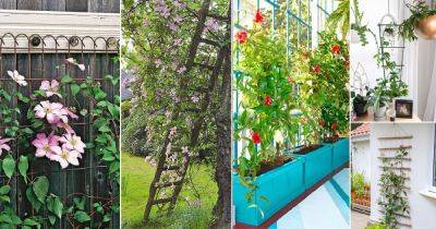 40 Stylish Outdoor and Indoor Vine Displaying Ideas - balconygardenweb.com