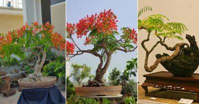 How to Grow Flame Tree Bonsai | Growing Royal Poinciana - balconygardenweb.com