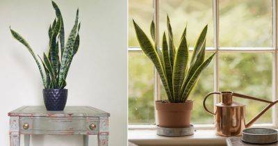 7 Great Snake Plant Benefits Proven In Research & Studies - balconygardenweb.com - Thailand - city Sansevieria - state Kentucky