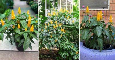 How to Grow Lollipop Plant Easily - balconygardenweb.com