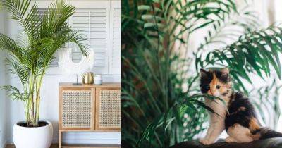 Is Majesty Palm Toxic to Cats? - balconygardenweb.com - Usa