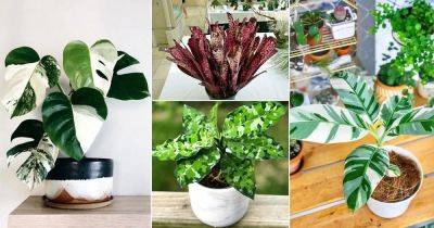 36 Unbelievable Variegated Indoor Plants with Patterns - balconygardenweb.com