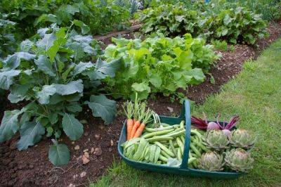 How to Prepare Soil for Vegetable Garden - balconygardenweb.com
