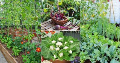 12 Best Fall Garden Vegetables for Texas - balconygardenweb.com - state Texas